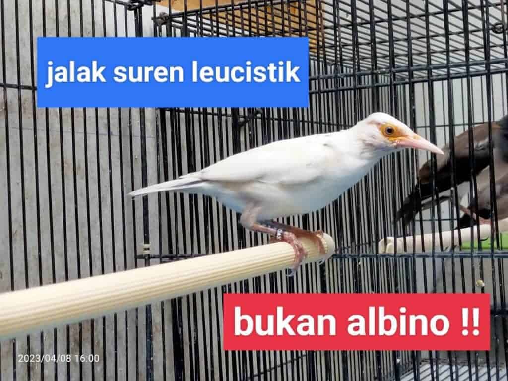 jalak suren leucistik