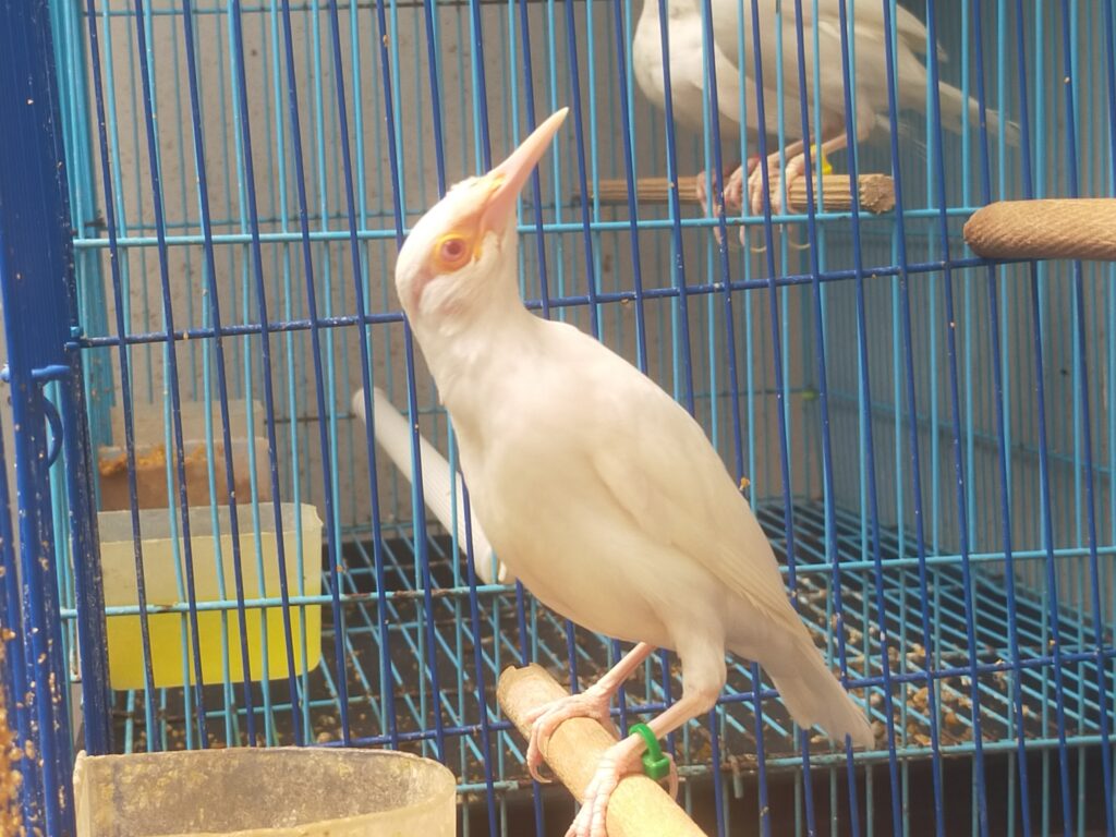 jalak suren albino mata merah