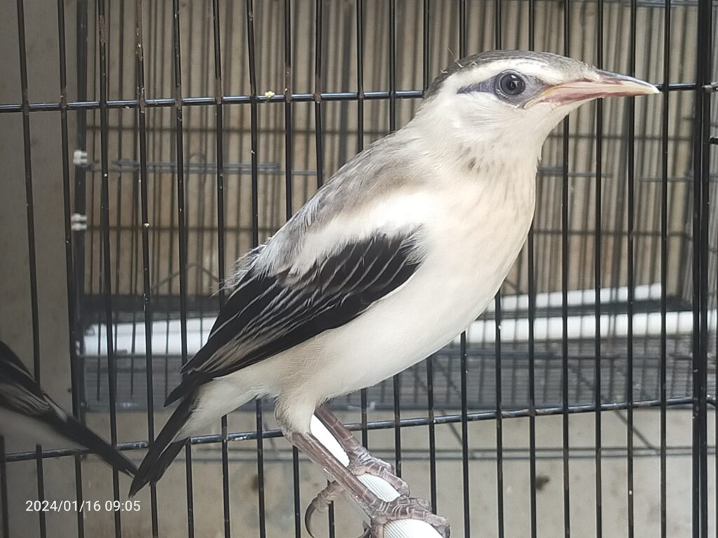 jalak hybrid jalak silangan jalak bali x jalak suren