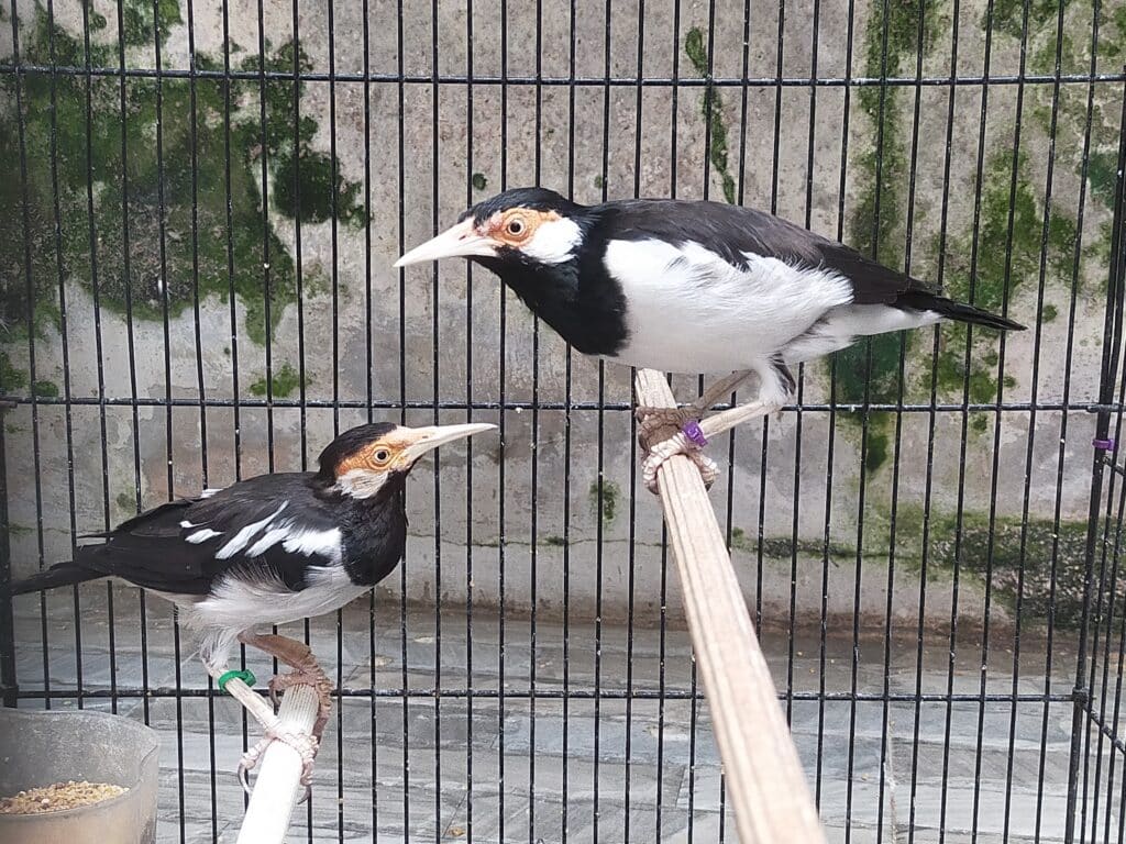 jalak suren jantan betina