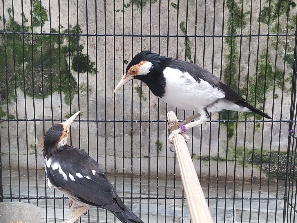 menjodohkan jalak suren