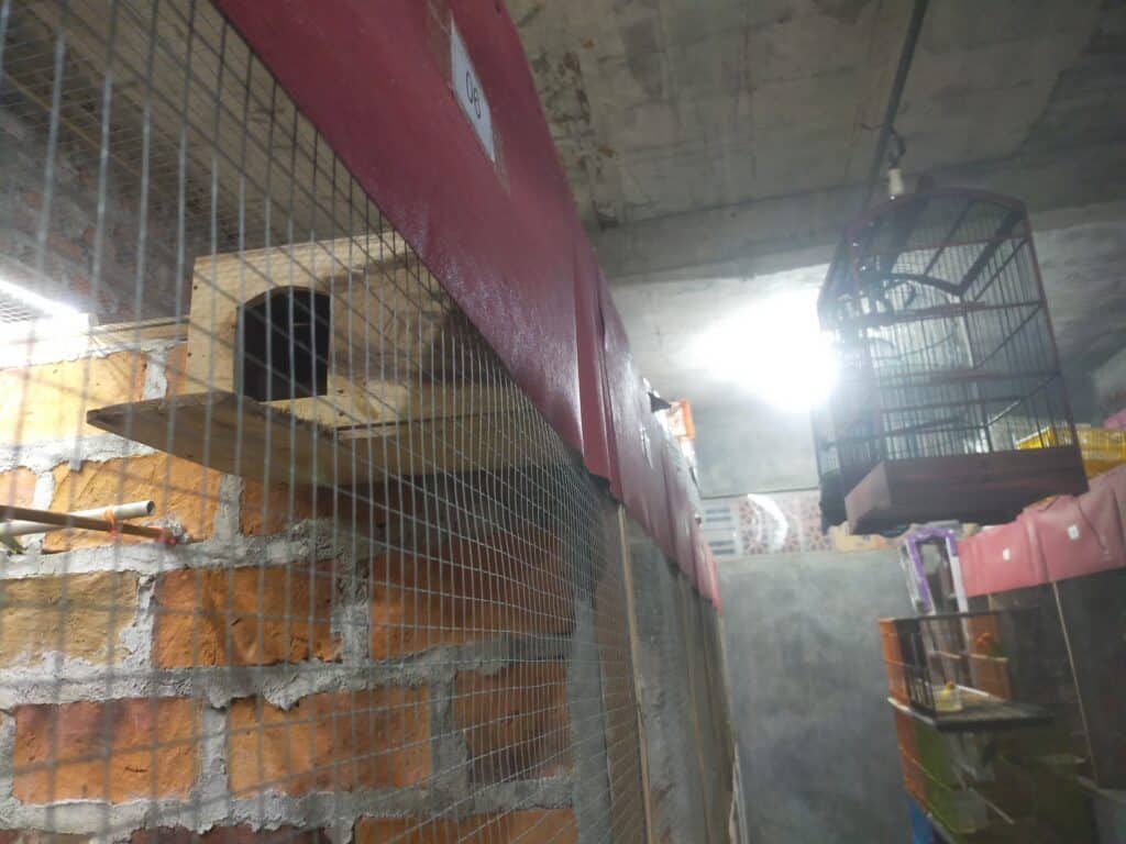 glodok sarang jalak suren